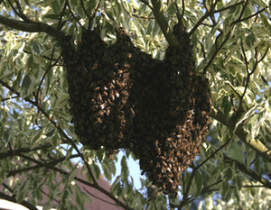 Honey bee swarm collection in Hampshire