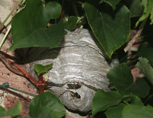 wasps and hornets. Dealing with Wasps and Hornet