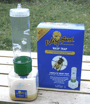 Buy wasp traps online