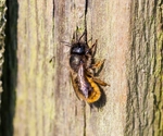 Close-up of a mason bee that looks similar to a wasp in spring