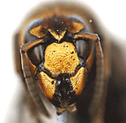 Close-up of a hornet queen