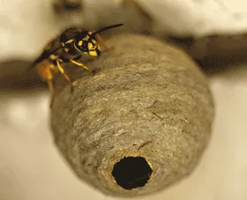 Small starter nest built by wasps