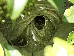 Wasp nest in bush