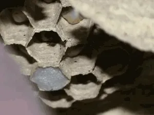 Hornet larvae going through the development into adult Hornets