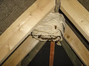 Wasp control in Andover Hampshire, get rid of your wasp nest today