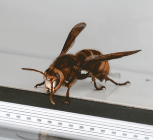 Hornet identification
