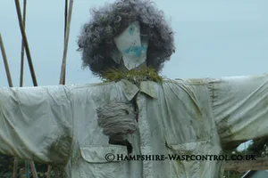 Wasp Removal Basingstoke