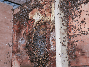 Honey bee colony exposed Established Honey bee colony