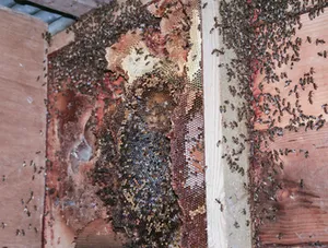 Established Honey bee colony