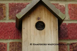 Wasp Control Basingstoke