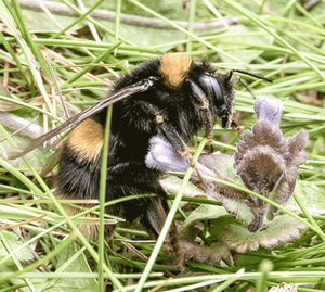 Bumblebee identification