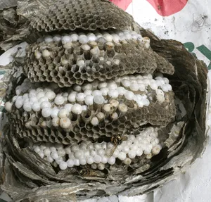 Interior structure of a wasp nest