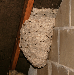Common wasp nest in a loft