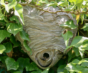 German wasp nest in bush