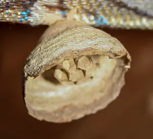Small starter wasp nest