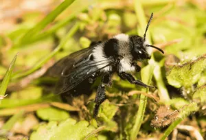 Grey Mining Bee