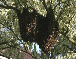 Only honey bees swarm