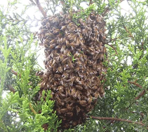 Honey bee swarm on branch