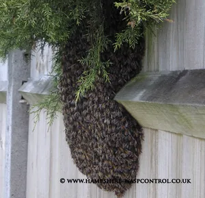 Honey bee swarm removal