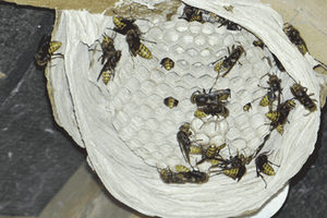 Moving hornet nests