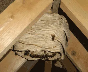 Hornets nest