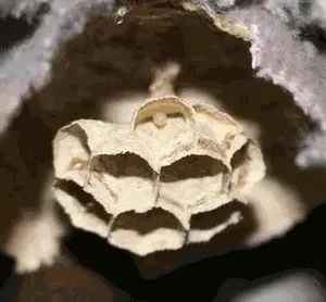 New Hornet nest just being started