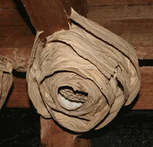 Wasp & Hornets nest Identification