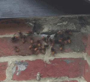 Hornets gathering around nest entrance