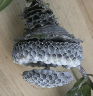 Inside view of a wasp nest
