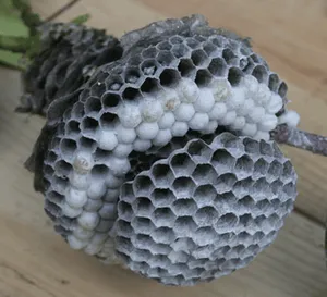 Inside of a wasp nest