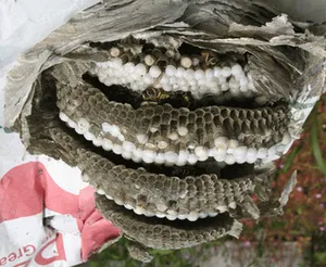 How many wasps are in a nest