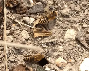 Close-up of an ivy bee for identification, showing fluffy and striped yellow and brown features