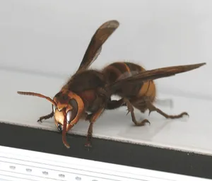 Hornet Identification