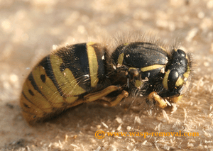 Queen wasp in hibernation