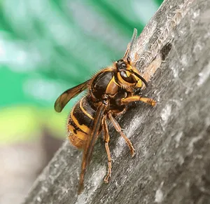 Queen wasp stripping wood to make nest