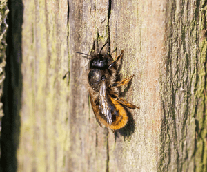 Red Mason Bee