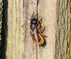 Mason bees
