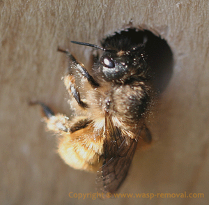 Red Orchard Mason Bee