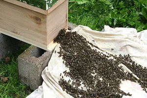 Honey bee swarm being rehomed