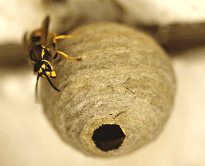Wasp starter nest Start of a wasp nest
