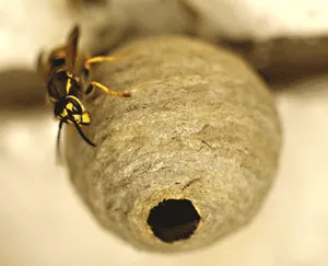 Wasp nest in spring
