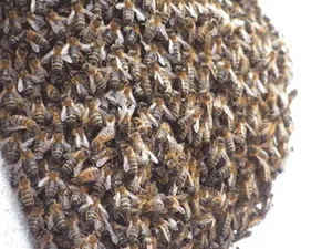 Swarm of bees