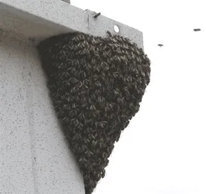 Bees swarming at nest entrance