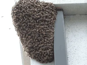 Bees swarming around entrance to nest