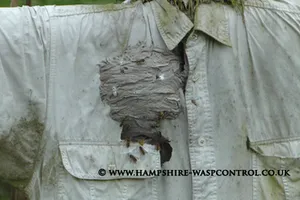 Wasp Removal Services Basingstoke