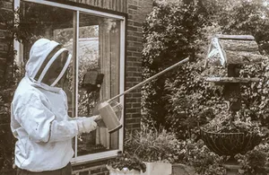 Wasp & hornet nest control Hampshire