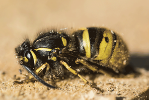 Queen wasp in hibernation