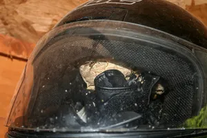 Common wasp nest in a crash helmet