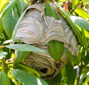 Wasp nest location