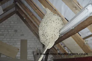 Wasp nest identification